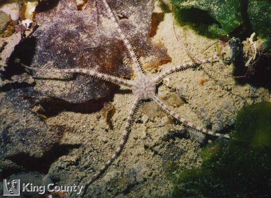 Photo of Ophiura lutkeni